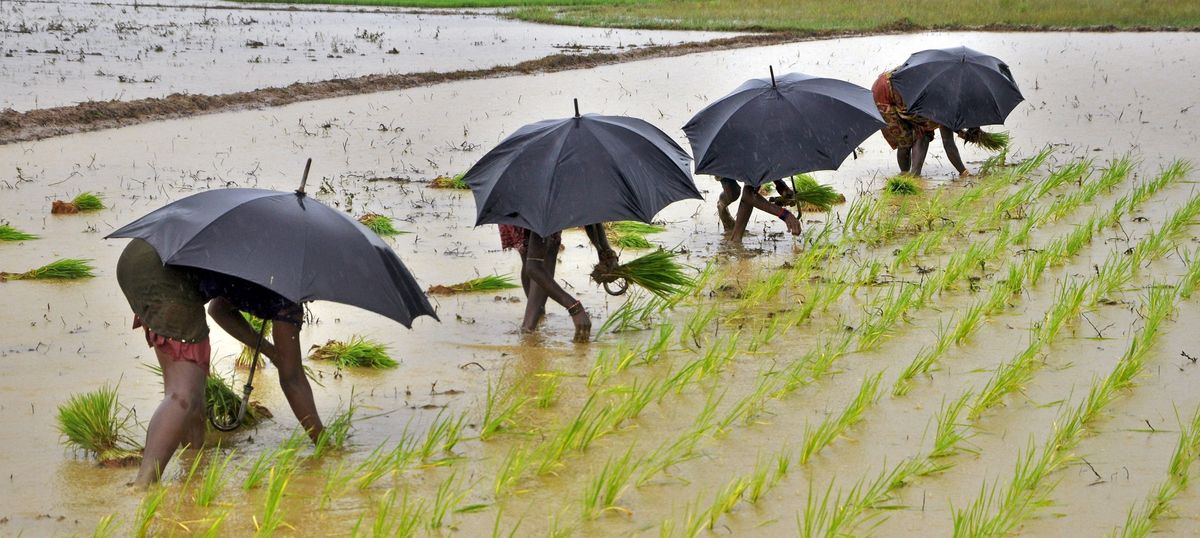 Skymet Weather Predicts Normal Monsoon This Year, Positive Signal To Farm  Sector - ChiniMandi