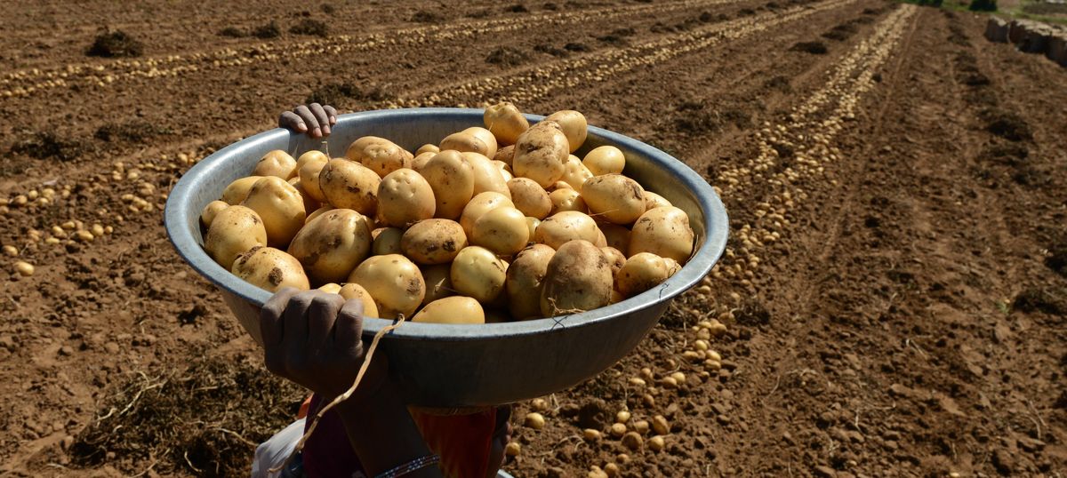 Uttar Pradesh Police arrest two for dumping potatoes outside Assembly, say they were not farmers