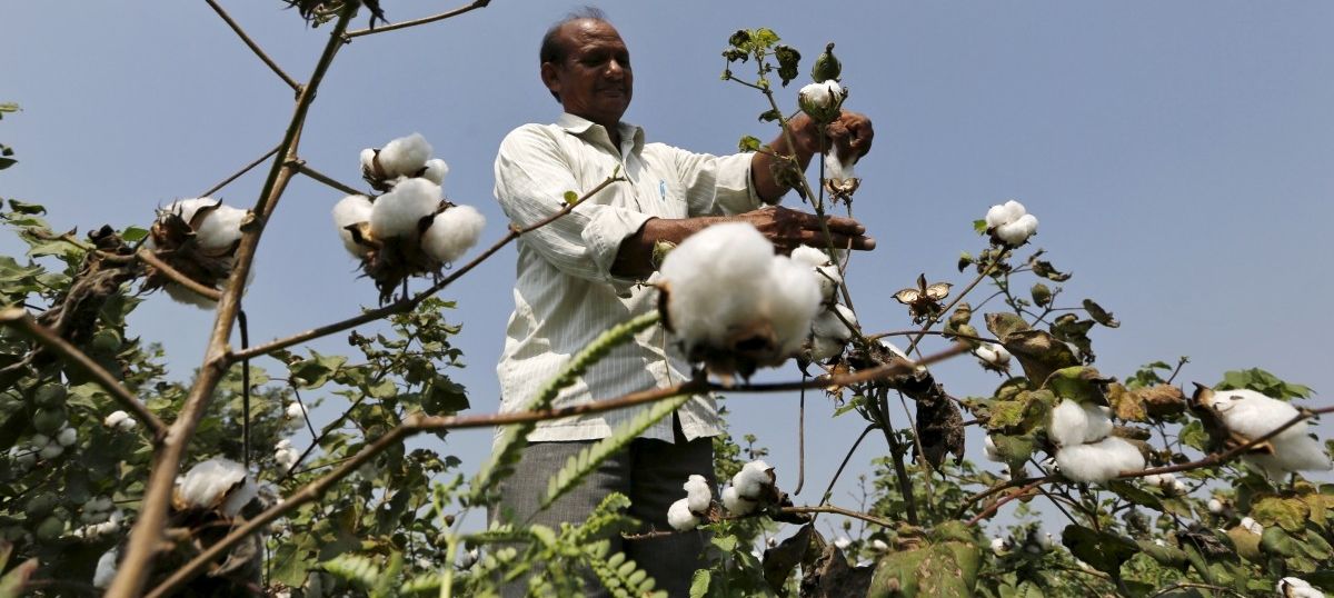 Hyderabad-based firm can continue to use Monsanto’s Bt cotton technology, rules Delhi High Court