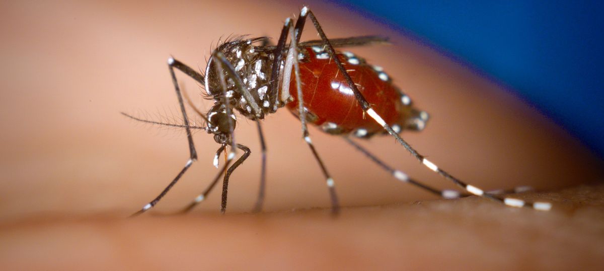 Delhi: Five more die from complications caused by chikungunya, toll rises to 10