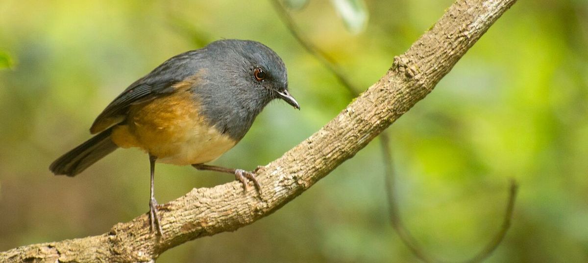 (PDF) Monitoring bird diversity in Western Ghats, Kerala
