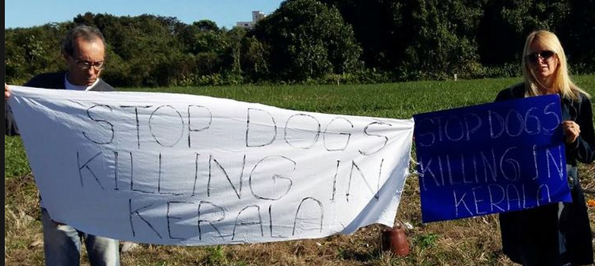 At least 120 stray dogs killed in Kerala's Ernakulam and Palakkad districts in the last week