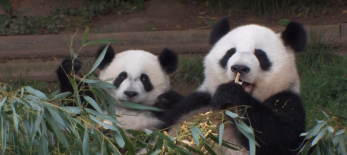 US-born panda twins in China want only American biscuits and English conversations