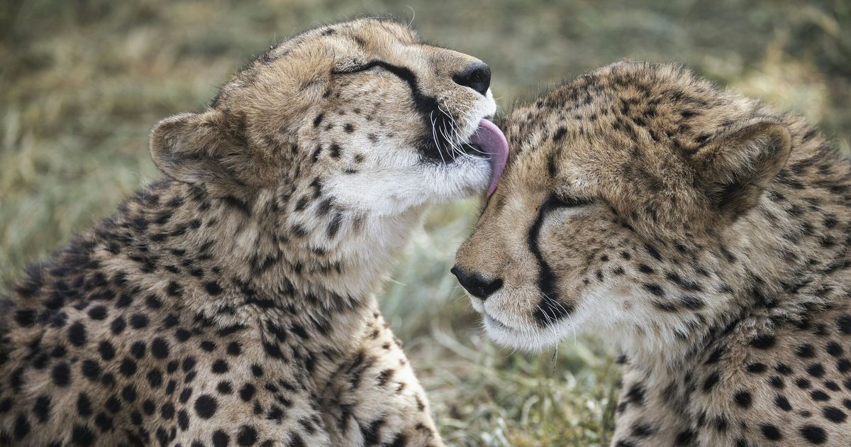 Humanity has wiped out 60% of animal species since 1970, says World Wildlife Fund report