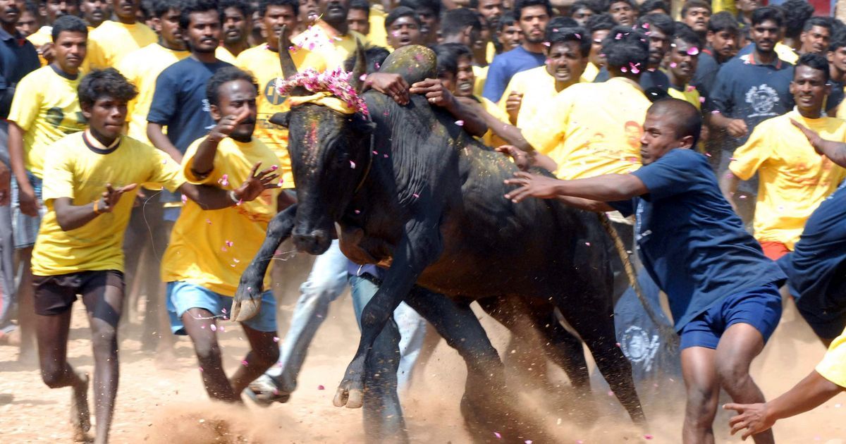 Centre will take a stand on jallikattu only after SC’s final verdict, says environment minister