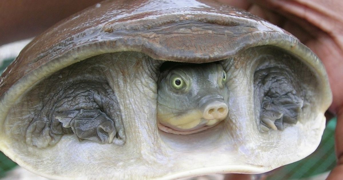 Uttar Pradesh: 6,430 turtles rescued, kingpin of reptile smuggling racket arrested