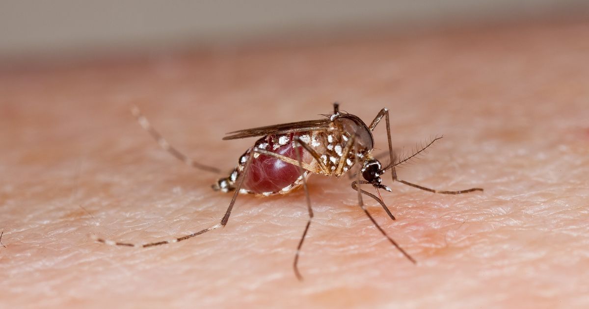 Tripura reports 255 dengue cases this year – highest since 2017