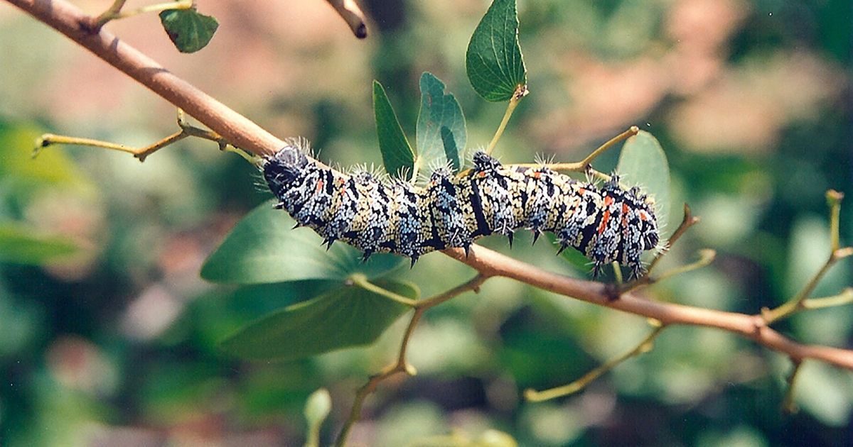 Sousa Insected Eating insects has long made sense in Africa. The world must catch up