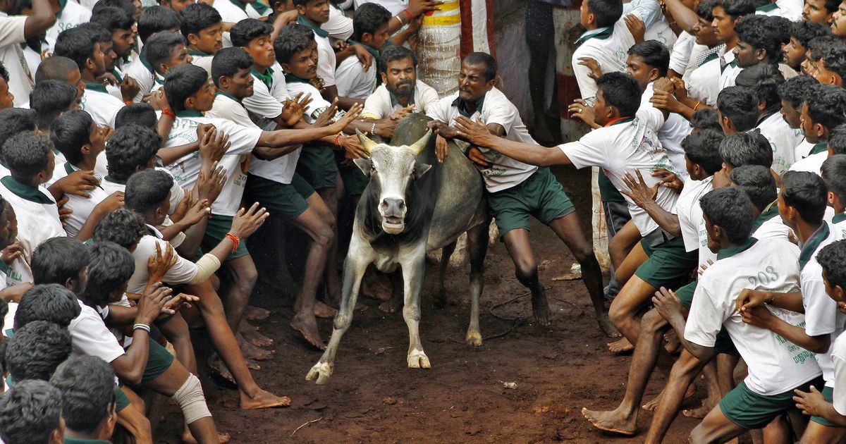 Jallikattu is illegal, passing an ordinance to allow it would be unconstitutional: Animal activists