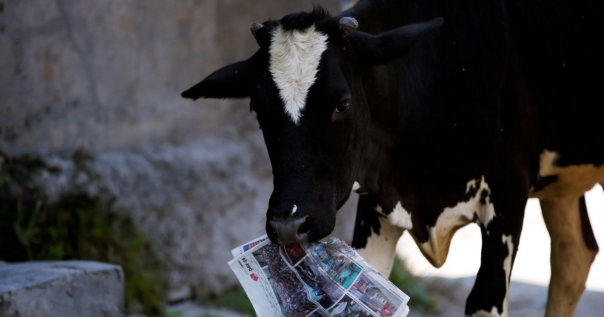 The cow is the only animal that inhales and exhales oxygen, says Rajasthan education minister