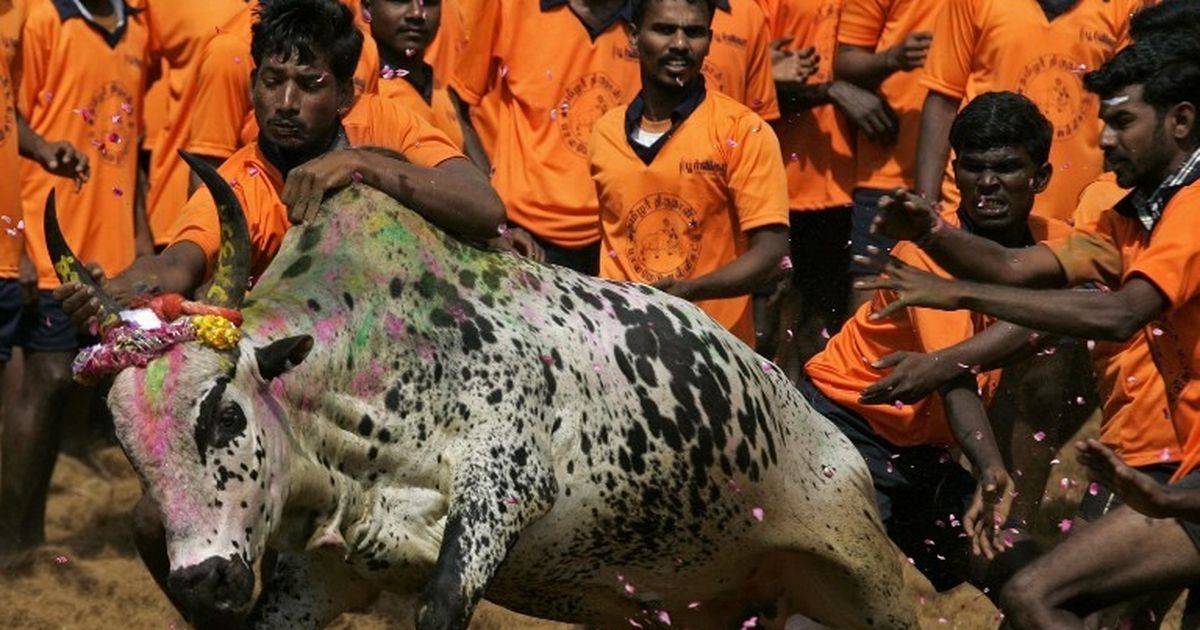 Chennai to host a Jallikattu Premier League on January 7