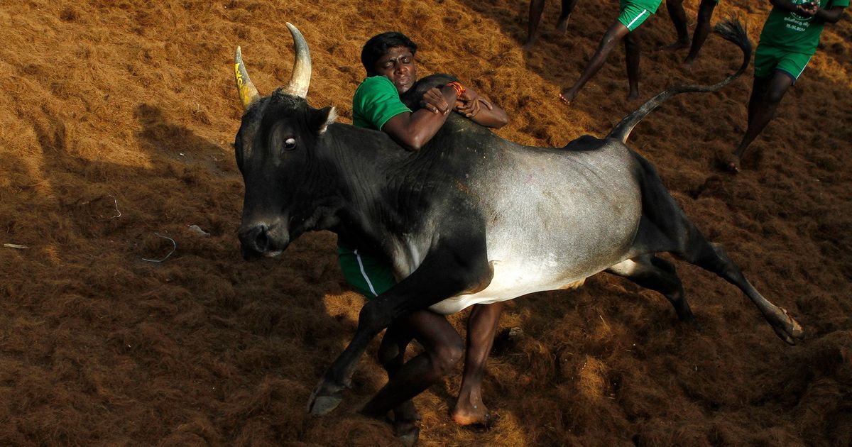 Two dead, more than 50 injured during jallikattu in Tamil Nadu