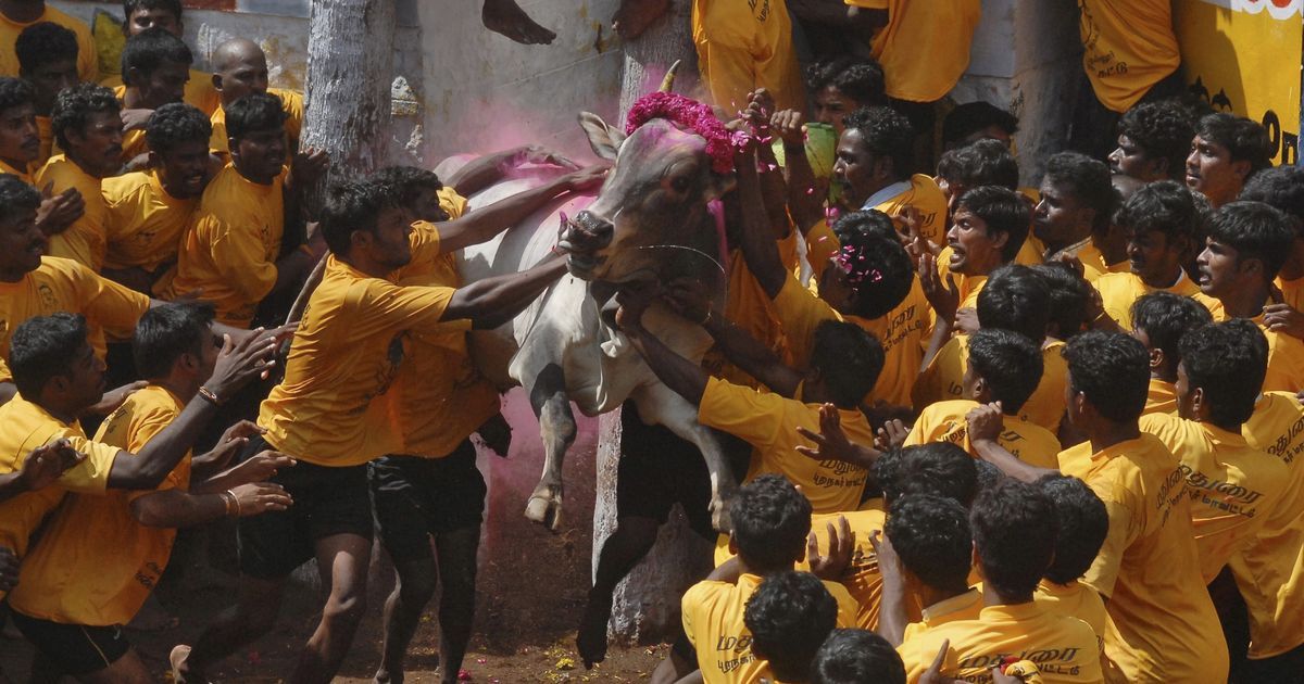 Centre approves Tamil Nadu government’s draft ordinance to revoke jallikattu ban