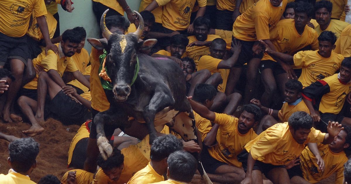 Jallikattu: Spectator gored to death while watching bull-taming sport in Tamil Nadu’s Pudukottai
