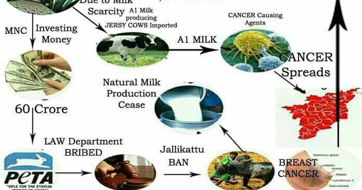 Factcheck Little evidence that 'foreign' A1 alternative to jallikattu