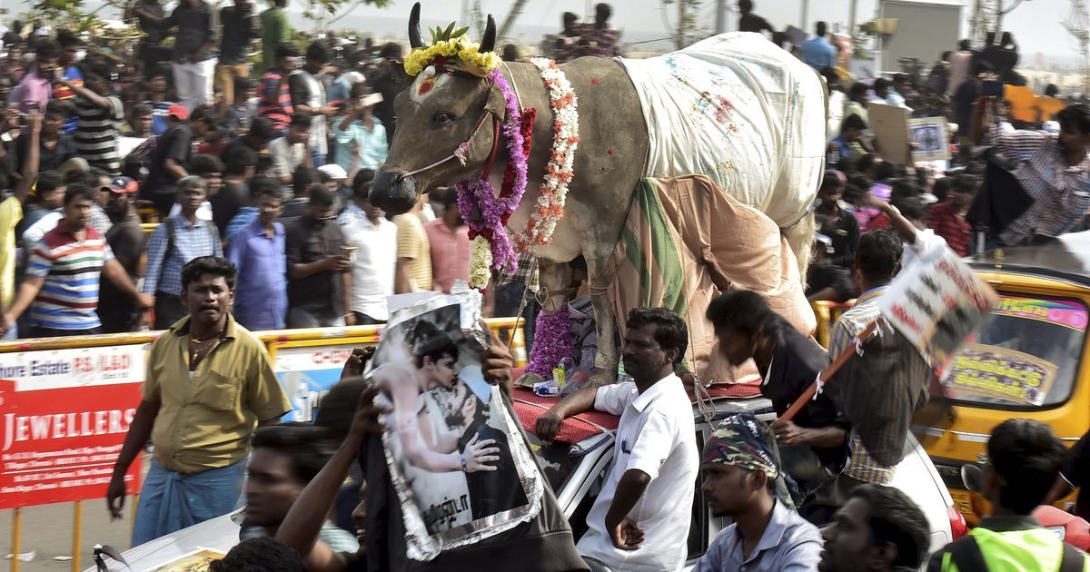 Tamil Nadu governor approves ordinance on jallikattu