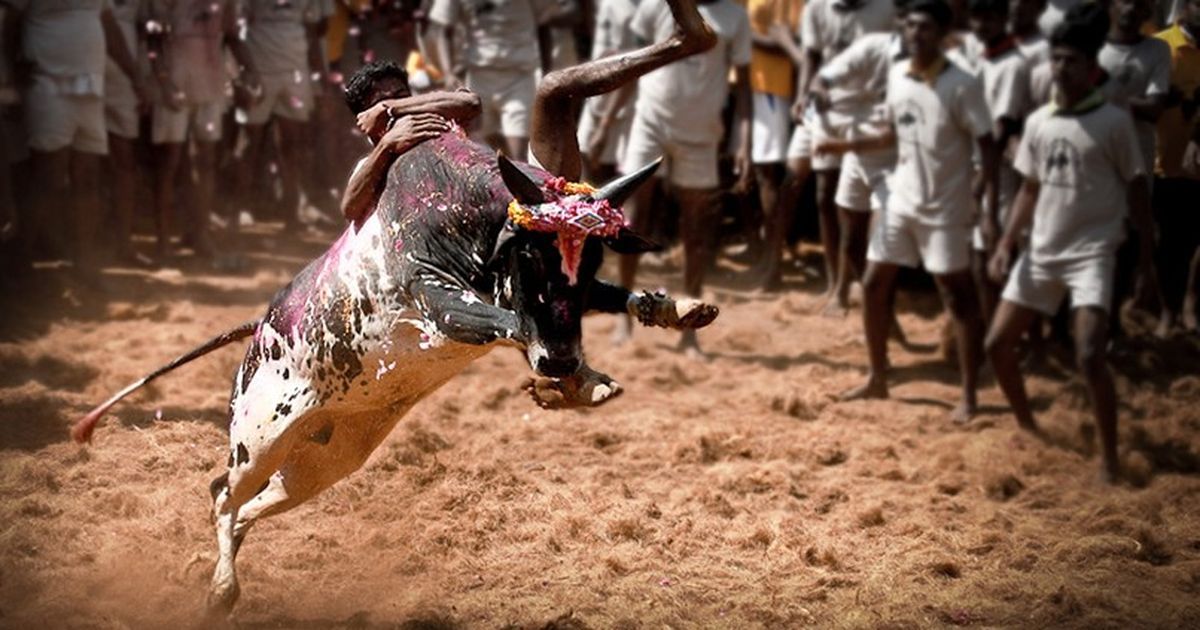 SC’s Constitution bench to examine if jallikattu is a cultural right