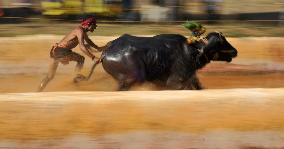 Now K'Taka, Maharashtra Want Cattle-Races Allowed After Jallikattu