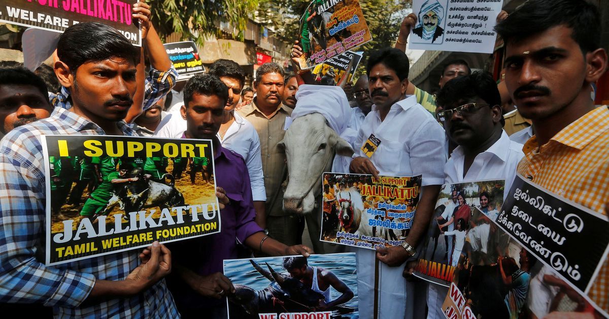 Supreme Court’s Constitution bench to hear all matters related to Tamil Nadu’s jallikattu law