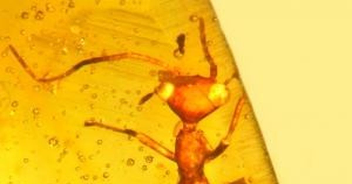 New 100-million-year-old ‘ET-like’ insect discovered, scientists place it in its own order