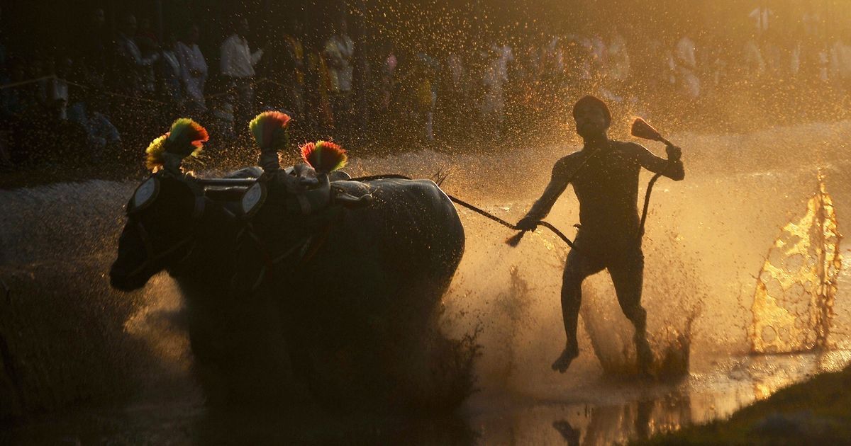 Karnataka: Kambala supporters launch protests to bring back buffalo racing, call for ban on PETA