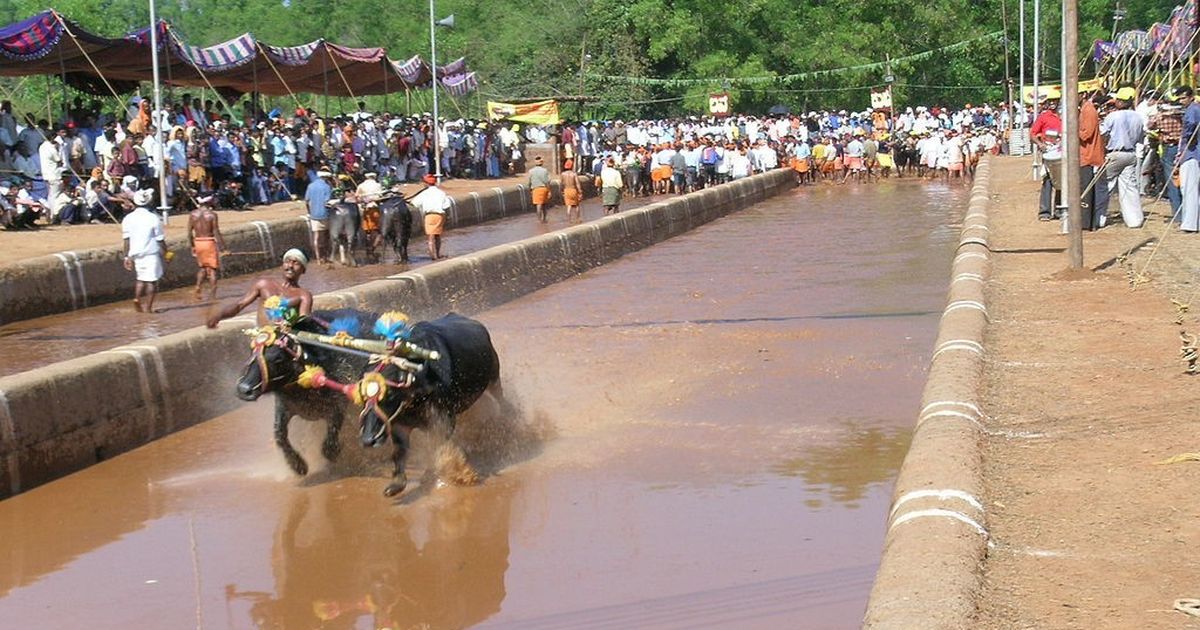 Will look into kambala ban after Supreme Court verdict on jallikattu, says Karnataka HC