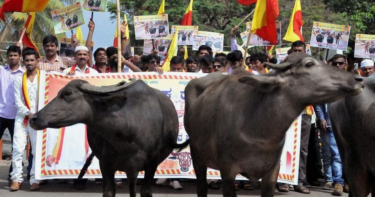 Kambala ban: Karnataka government tables Bill to allow buffalo racing