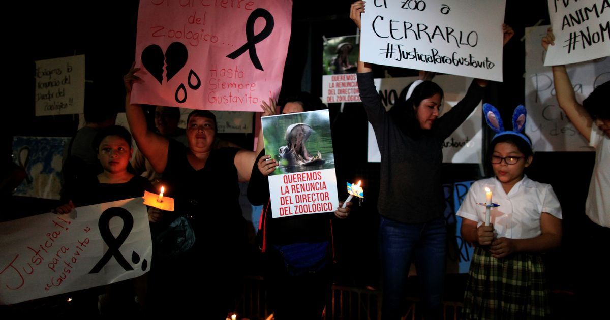 El Salvador: Hippopotamus dies after brutal attack inside zoo, authorities order probe