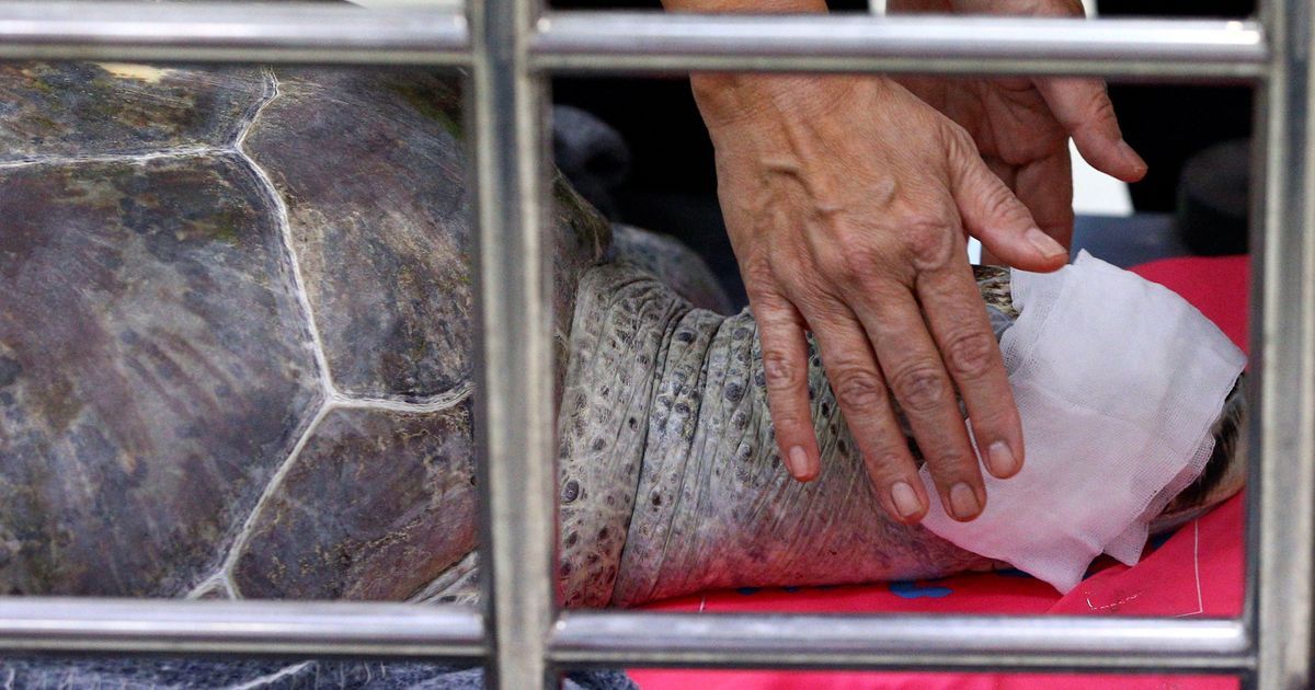 Vet Slams Thai Tradition That Killed 'Friend' Piggy Bank the Turtle