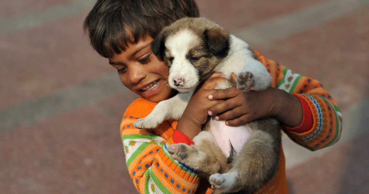 ‘Be a friend’: A senior dog’s advice to a puppy before it leaves for its ‘forever home’