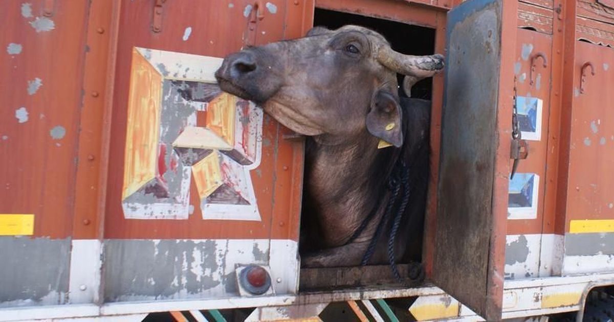 Gau rakshaks in Maharashtra will soon be given ‘identity cards’ by the VHP