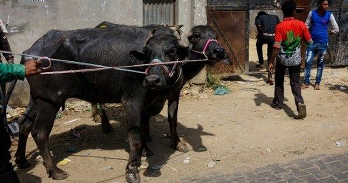 Maharashtra Police to start using meat detection kits from August: Reports
