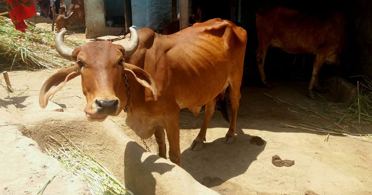 Kerala: Youth Congress workers arrested for holding beef festival ahead of Narendra Modi’s visit