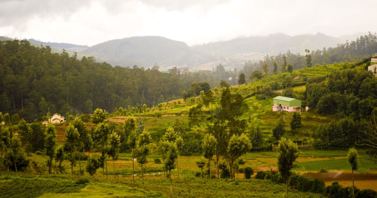 Nilgiris: Rare cobra lily plant spotted in the wild after 84 years