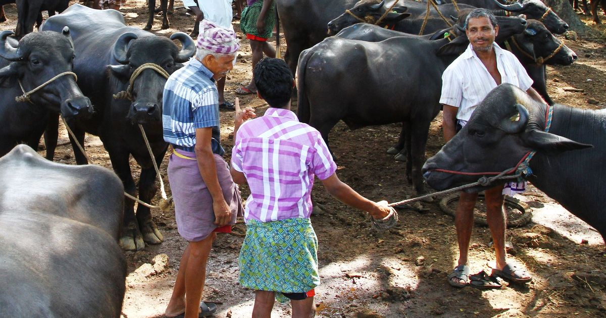 Kerala govt considers law to counter Centre's cattle ban Kerala govt considers law to counter Centre's cattle ban