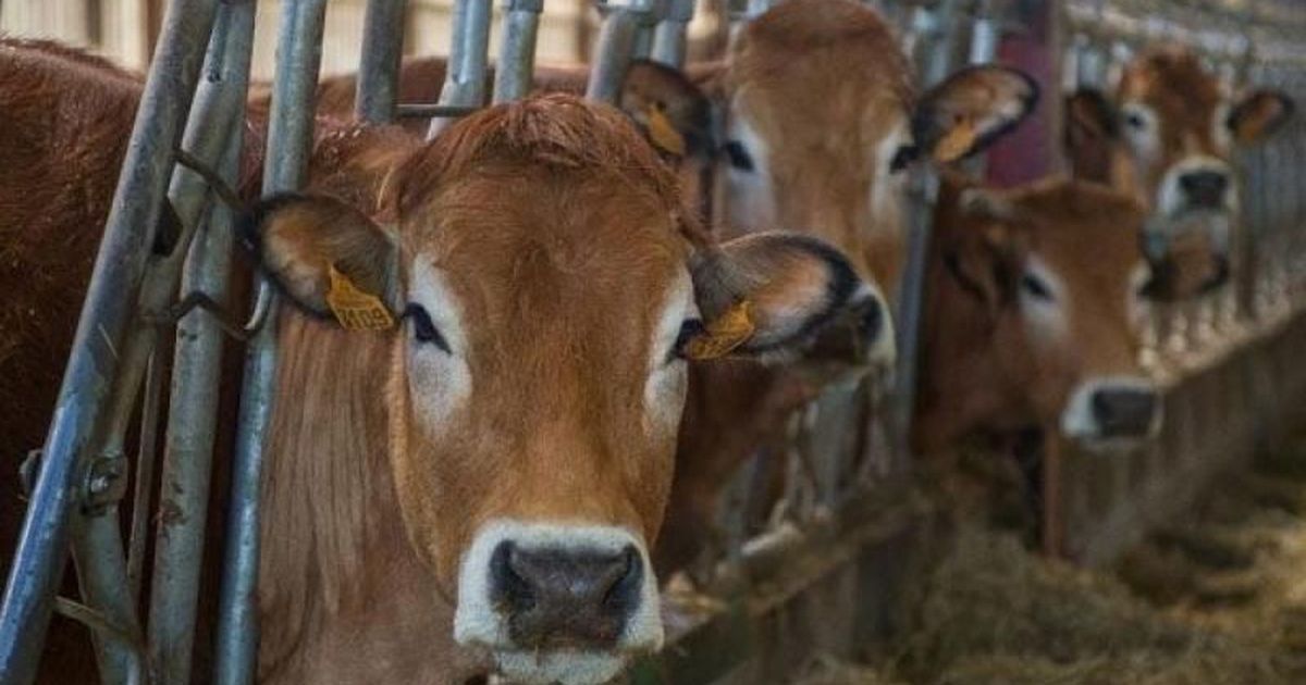 Penalise farmers who abandon cattle, Madhya Pradesh government panel proposes