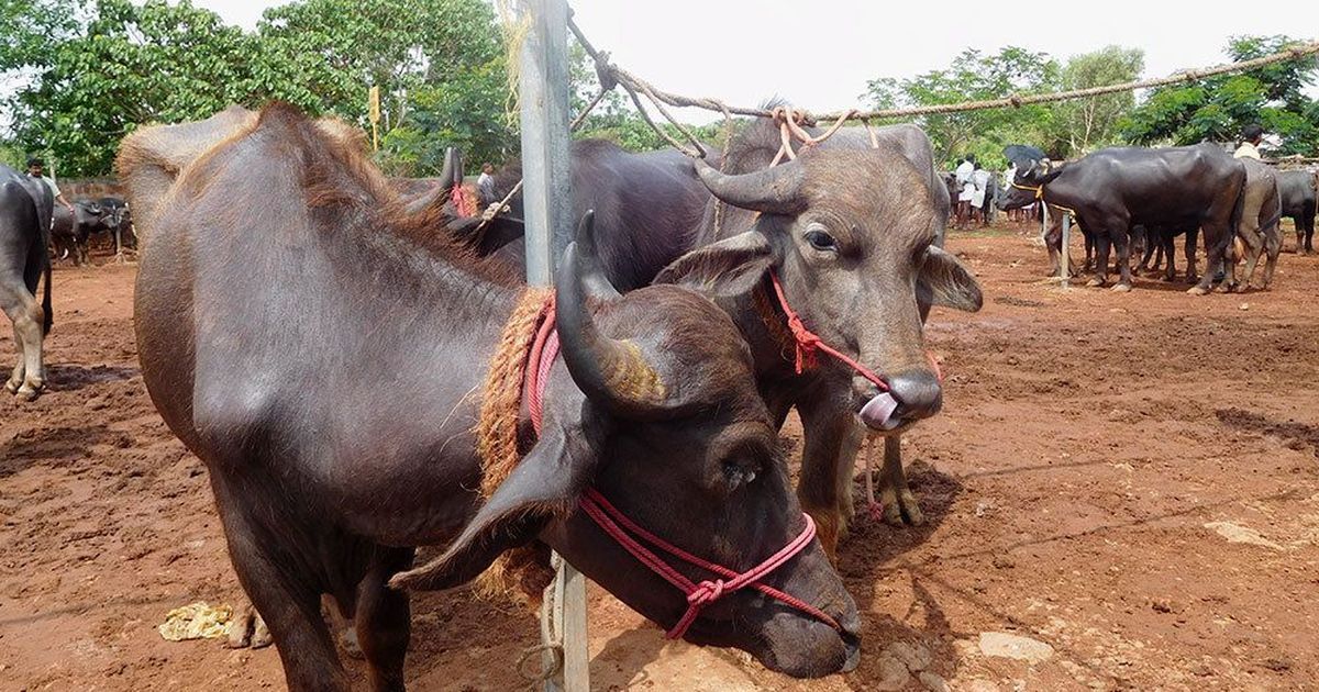 Kerala will continue to eat beef, says new Tourism Minister Alphons Kannanthanam