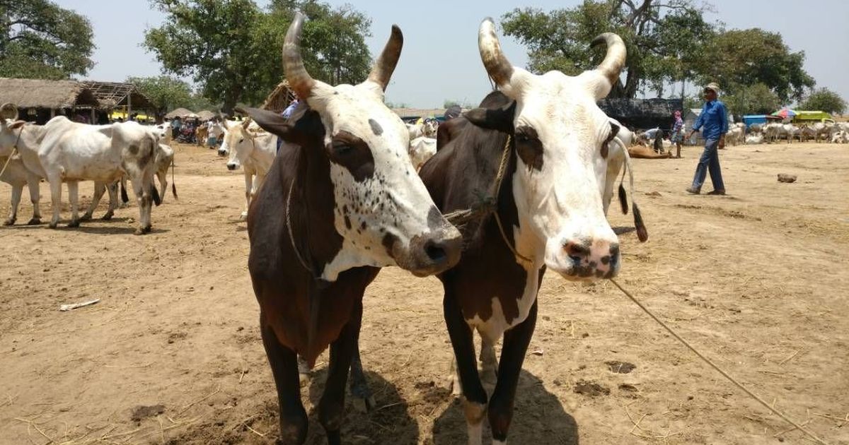 PM Modi should ban beef completely or put no restrictions on it, says Congress leader Aslam Sheikh