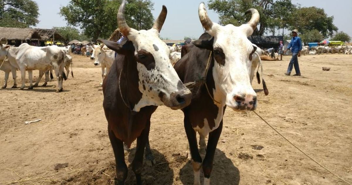 Maharashtra government wants to make storing beef at home an offence again