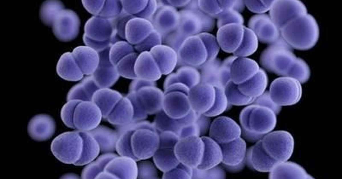 Lab notes: Gut bacteria are a reservoir of drug resistance genes, finds study