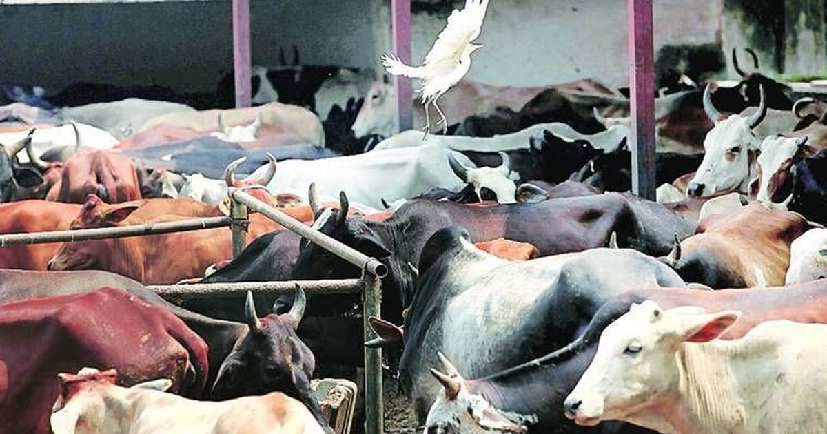 राजस्थान के जालौर और सिरोही में करीब 800 गायों की मौत