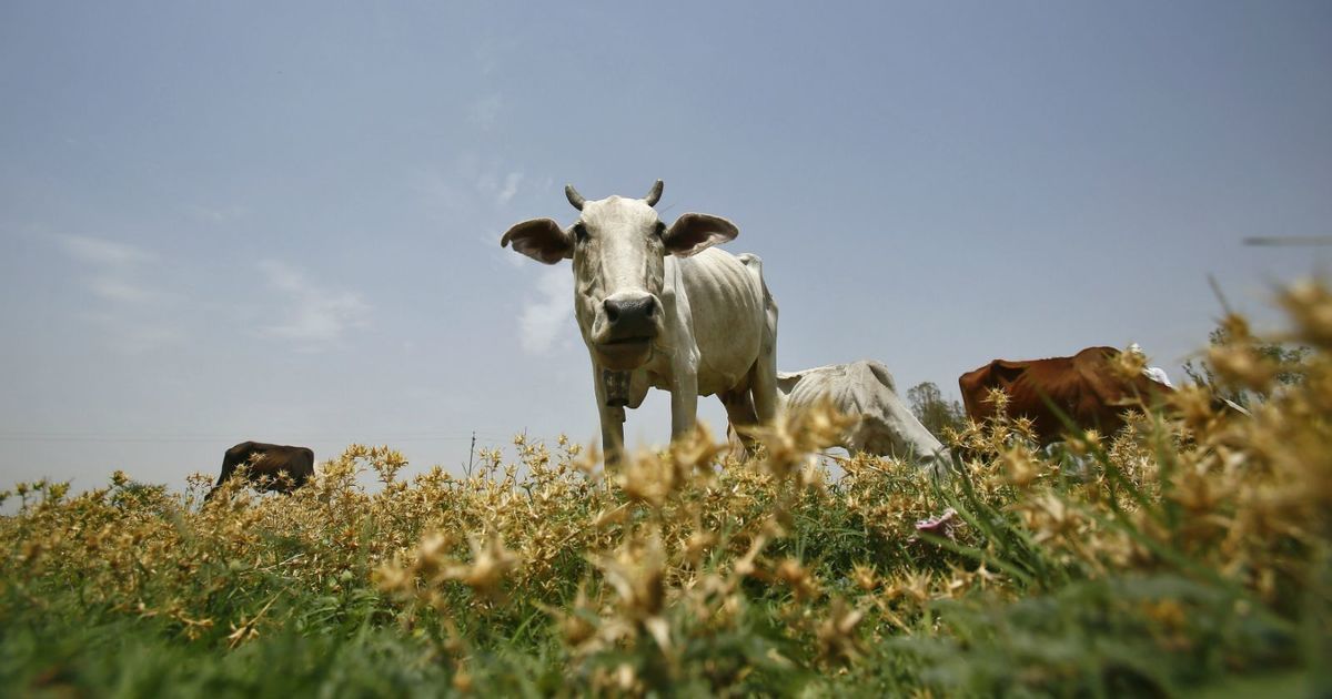 National Green Tribunal asks states to submit data on steps taken to protect local cow breeds