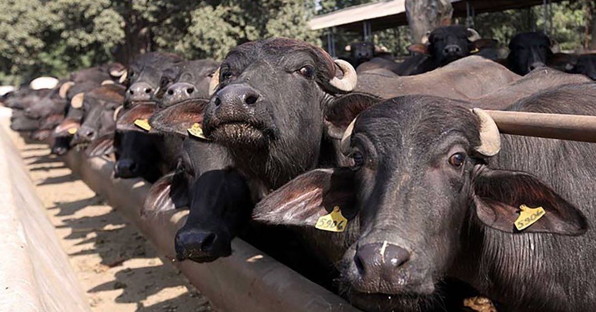 Madhya Pradesh tags 2.5 lakh cattle with unique IDs to ensure safety, increase milk production