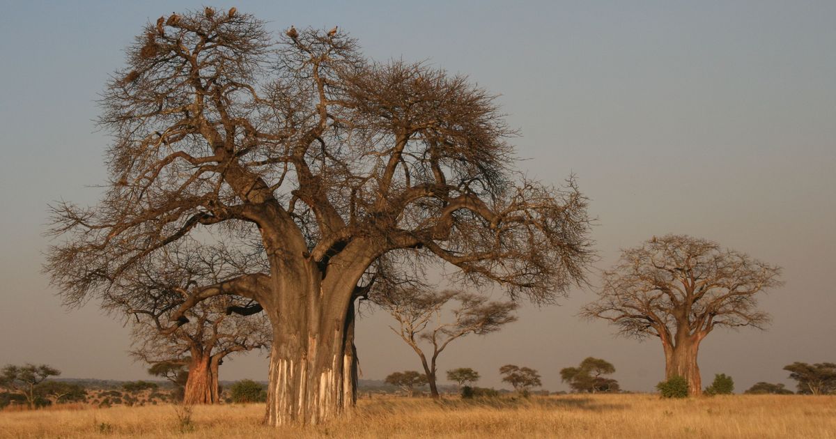 A Green Suggestion For India s Political Leaders Plant Baobabs Instead 