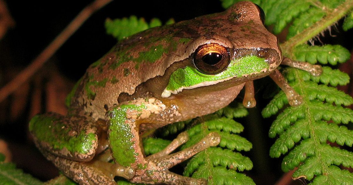 how the mass extinction