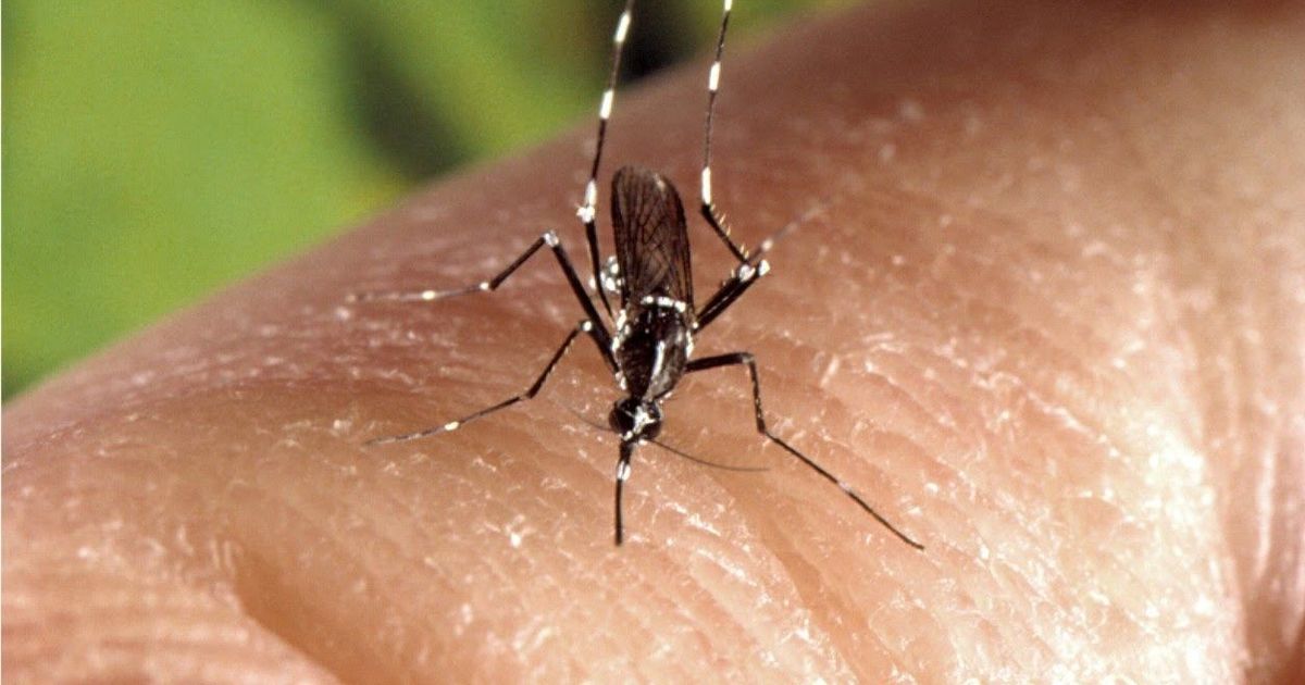 Rise in dengue cases reported in Tamil Nadu, West Bengal, Punjab, Jammu and Kashmir