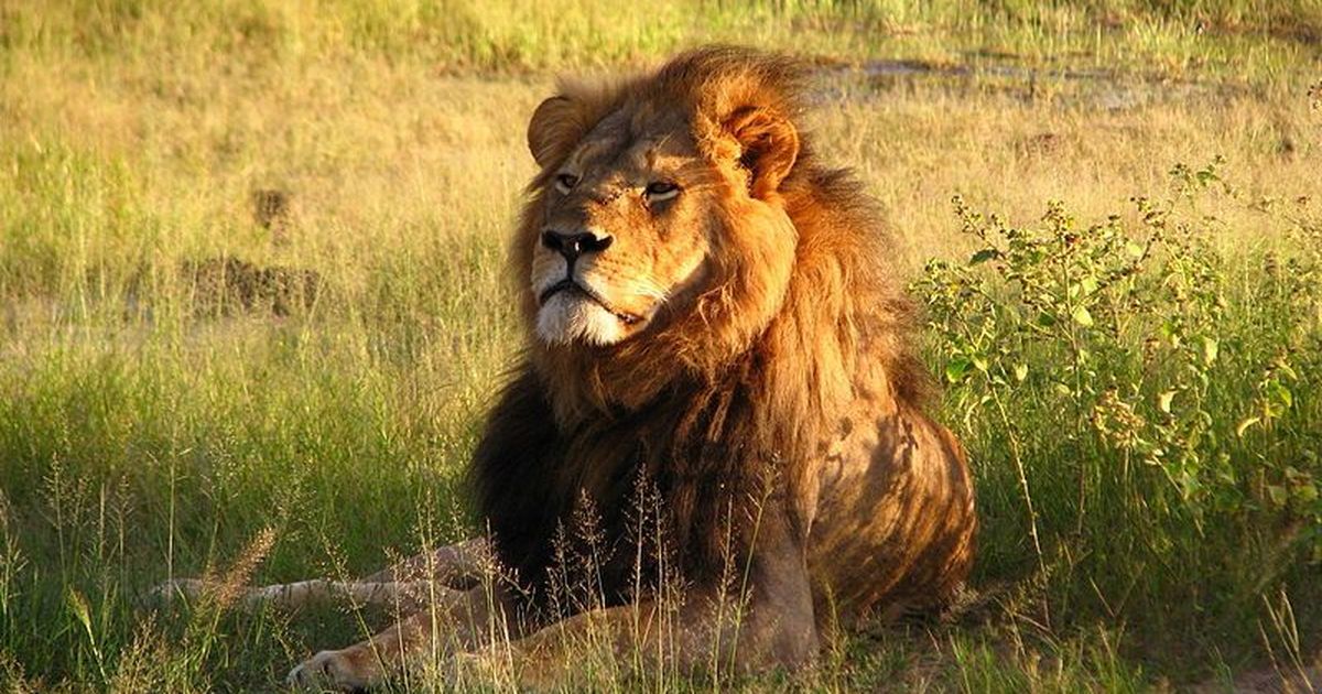 Cecil the lion’s son shot dead by trophy hunters outside Hwange National Park in Zimbabwe