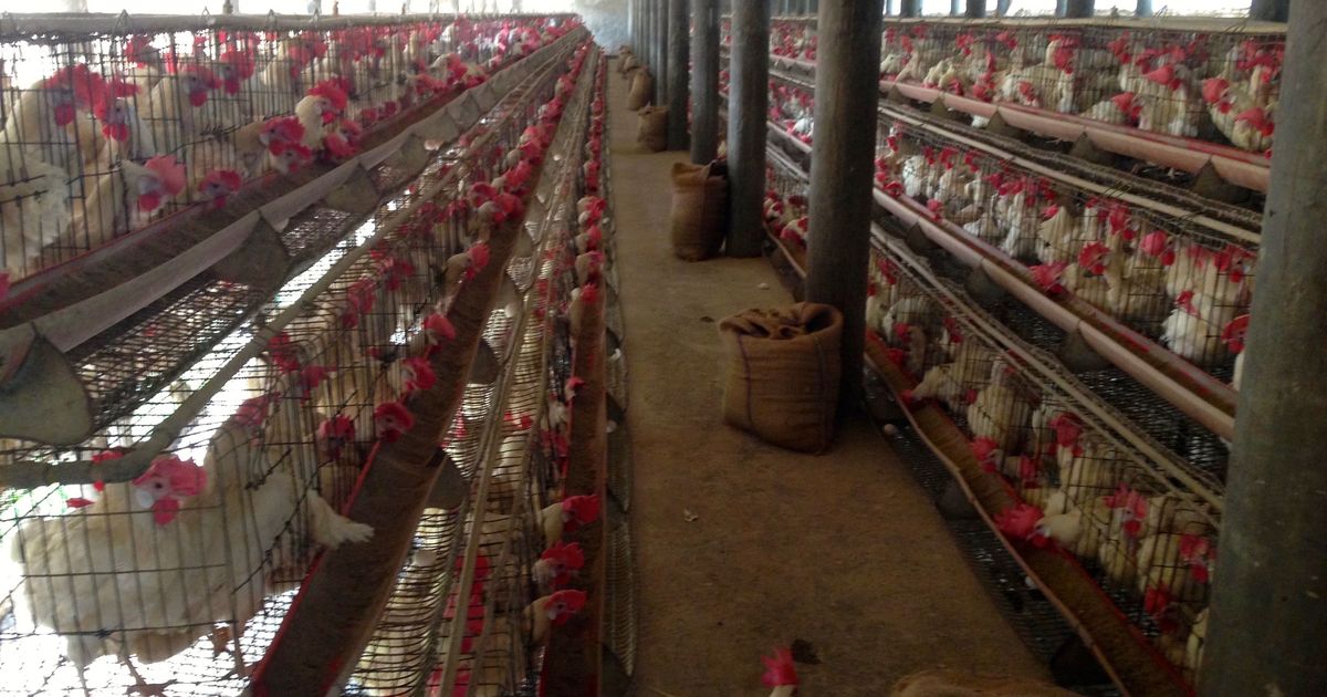 Bird flu: Delhi lifts ban on sale, import of chicken, opens markets after samples test negative