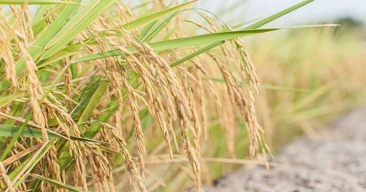 Rising carbon dioxide levels could hit key nutrients in food crops