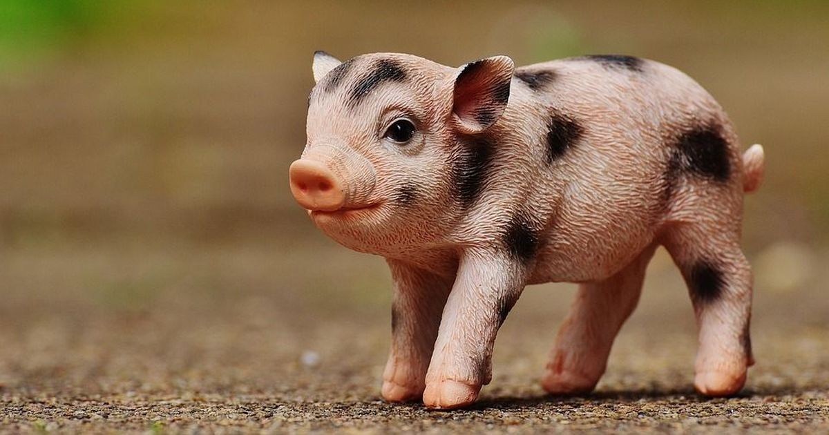Genetically altered pigs offer hope for animal-to-man organ transplants in the future